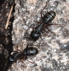 Camponotus modoc by (c) Don Loarie, some rights reserved (CC BY), uploaded by Don Loarie. Used under a CC-BY license.
