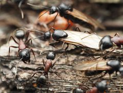 Camponotus novaeboracensis by (c) Thilina Hettiarachchi, some rights reserved (CC BY), uploaded by Thilina Hettiarachchi. Used under a CC-BY license.
