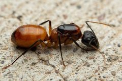 Camponotus ocreatus by (c) Jake Nitta, some rights reserved (CC BY), uploaded by Jake Nitta. Used under a CC-BY license.