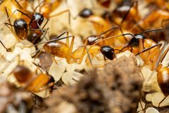Camponotus ocreatus by (c) Jake Nitta, some rights reserved (CC BY), uploaded by Jake Nitta. Used under a CC-BY license.