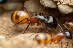 Camponotus ocreatus by (c) Jake Nitta, some rights reserved (CC BY), uploaded by Jake Nitta. Used under a CC-BY license.
