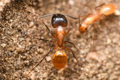 Camponotus ocreatus by (c) Trevor Van Loon, some rights reserved (CC BY), uploaded by Trevor Van Loon. Used under a CC-BY license.
