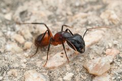 Camponotus ocreatus by (c) Jonghyun Park, some rights reserved (CC BY), uploaded by Jonghyun Park. Used under a CC-BY license.