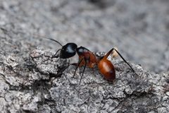 Camponotus ocreatus by (c) Jonghyun Park, some rights reserved (CC BY), uploaded by Jonghyun Park. Used under a CC-BY license.