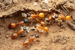 Camponotus ocreatus by (c) Jake Nitta, some rights reserved (CC BY), uploaded by Jake Nitta. Used under a CC-BY license.