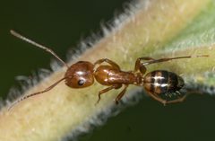 Camponotus snellingi by no rights reserved, uploaded by Jesse Rorabaugh. Used under a CC0 license.