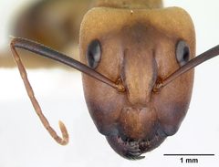 Camponotus zonatus by (c) 
April Nobile, some rights reserved (CC BY). Used under a CC-BY license.