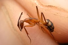 Camponotus zonatus by (c) Luke Padon, some rights reserved (CC BY), uploaded by Luke Padon. Used under a CC-BY license.