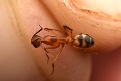 Camponotus zonatus by (c) Luke Padon, some rights reserved (CC BY), uploaded by Luke Padon. Used under a CC-BY license.