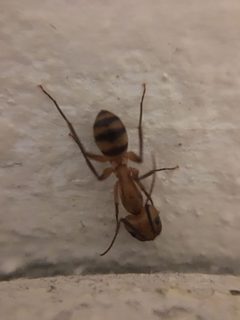Camponotus zonatus by (c) Ben Machado, some rights reserved (CC BY), uploaded by Ben Machado. Used under a CC-BY license.