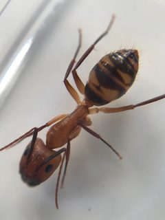 Camponotus zonatus by (c) ahaywood.geo, some rights reserved (CC BY), uploaded by ahaywood.geo. Used under a CC-BY license.