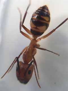 Camponotus zonatus by (c) ahaywood.geo, some rights reserved (CC BY), uploaded by ahaywood.geo. Used under a CC-BY license.