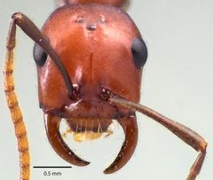 Polyergus montivagus by (c) Emmett Collins-Sussman, some rights reserved (CC BY), uploaded by Emmett Collins-Sussman. Used under a CC-BY license.