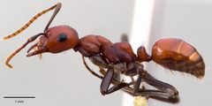 Polyergus montivagus by (c) Emmett Collins-Sussman, some rights reserved (CC BY), uploaded by Emmett Collins-Sussman. Used under a CC-BY license.