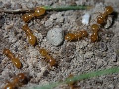Lasius claviger by (c) Emmett Collins-Sussman, some rights reserved (CC BY), uploaded by Emmett Collins-Sussman. Used under a CC-BY license.
