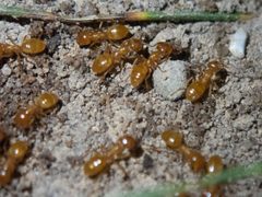 Lasius claviger by (c) Emmett Collins-Sussman, some rights reserved (CC BY), uploaded by Emmett Collins-Sussman. Used under a CC-BY license.