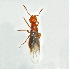 Lasius interjectus by (c) Bill Keim, some rights reserved (CC BY). Used under a CC-BY license.