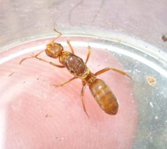 Lasius murphyi by (c) Even Dankowicz, some rights reserved (CC BY), uploaded by Even Dankowicz. Used under a CC-BY license.