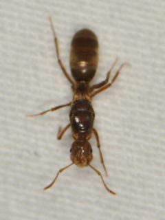 Lasius murphyi by (c) Elliott Gordon, some rights reserved (CC BY), uploaded by Elliott Gordon. Used under a CC-BY license.