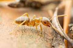 Lasius pallitarsis by (c) Jake Nitta, some rights reserved (CC BY), uploaded by Jake Nitta. Used under a CC-BY license.
