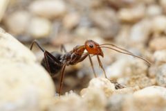 Myrmecocystus mendax by (c) Jake Nitta, some rights reserved (CC BY), uploaded by Jake Nitta. Used under a CC-BY license.