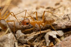 Myrmecocystus mexicanus by (c) Jake Nitta, some rights reserved (CC BY), uploaded by Jake Nitta. Used under a CC-BY license.