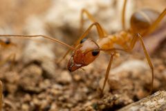 Myrmecocystus mexicanus by (c) Jake Nitta, some rights reserved (CC BY), uploaded by Jake Nitta. Used under a CC-BY license.