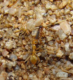Myrmecocystus mexicanus by (c) Gordon C. Snelling, some rights reserved (CC BY), uploaded by Gordon C. Snelling. Used under a CC-BY license.