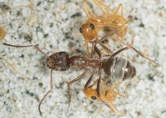 Myrmecocystus mexicanus by no rights reserved, uploaded by Jesse Rorabaugh. Used under a CC0 license.