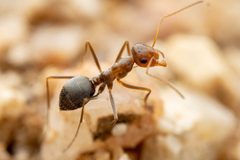 Myrmecocystus mimicus by (c) Jake Nitta, some rights reserved (CC BY), uploaded by Jake Nitta. Used under a CC-BY license.