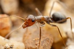 Myrmecocystus mimicus by (c) Jake Nitta, some rights reserved (CC BY), uploaded by Jake Nitta. Used under a CC-BY license.