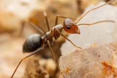 Myrmecocystus mimicus by (c) Jake Nitta, some rights reserved (CC BY), uploaded by Jake Nitta. Used under a CC-BY license.