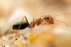 Myrmecocystus mimicus by (c) Jake Nitta, some rights reserved (CC BY), uploaded by Jake Nitta. Used under a CC-BY license.