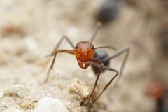 Myrmecocystus placodops by (c) Jake Nitta, some rights reserved (CC BY), uploaded by Jake Nitta. Used under a CC-BY license.