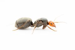 Myrmecocystus placodops by (c) Jake Nitta, some rights reserved (CC BY), uploaded by Jake Nitta. Used under a CC-BY license.