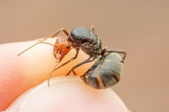 Myrmecocystus placodops by (c) Jake Nitta, some rights reserved (CC BY), uploaded by Jake Nitta. Used under a CC-BY license.