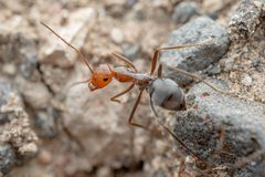Myrmecocystus placodops by (c) Jake Nitta, some rights reserved (CC BY), uploaded by Jake Nitta. Used under a CC-BY license.