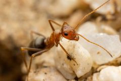 Myrmecocystus semirufus by (c) Jake Nitta, some rights reserved (CC BY), uploaded by Jake Nitta. Used under a CC-BY license.