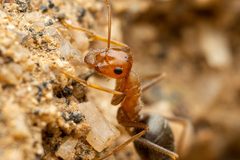 Myrmecocystus semirufus by (c) Jake Nitta, some rights reserved (CC BY), uploaded by Jake Nitta. Used under a CC-BY license.