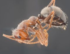 Myrmecocystus semirufus by no rights reserved, uploaded by Jesse Rorabaugh. Used under a CC0 license.