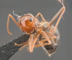 Myrmecocystus semirufus by no rights reserved, uploaded by Jesse Rorabaugh. Used under a CC0 license.