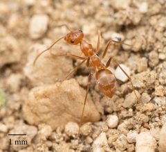 Myrmecocystus wheeleri by no rights reserved, uploaded by Jesse Rorabaugh. Used under a CC0 license.