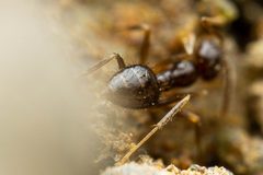 Nylanderia bruesii by (c) Jake Nitta, some rights reserved (CC BY), uploaded by Jake Nitta. Used under a CC-BY license.