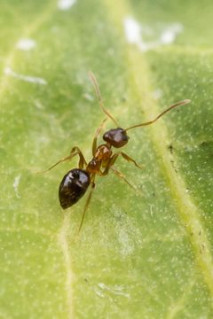 Nylanderia flavipes by (c) Bill Keim, some rights reserved (CC BY). Used under a CC-BY license.