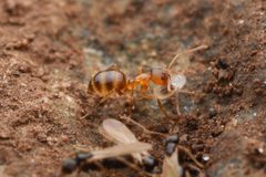 Nylanderia flavipes by (c) Jonghyun Park, some rights reserved (CC BY), uploaded by Jonghyun Park. Used under a CC-BY license.