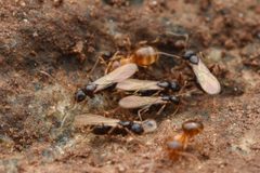 Nylanderia flavipes by (c) Jonghyun Park, some rights reserved (CC BY), uploaded by Jonghyun Park. Used under a CC-BY license.