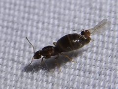 Brachymyrmex patagonicus by (c) Sam Kieschnick, some rights reserved (CC BY), uploaded by Sam Kieschnick. Used under a CC-BY license.