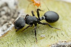 Cephalotes rohweri by (c) Jake Nitta, some rights reserved (CC BY), uploaded by Jake Nitta. Used under a CC-BY license.