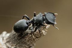 Cephalotes rohweri by (c) Jake Nitta, some rights reserved (CC BY), uploaded by Jake Nitta. Used under a CC-BY license.