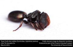 Cephalotes texanus by no rights reserved, uploaded by Alejandro Santillana. Used under a CC0 license.